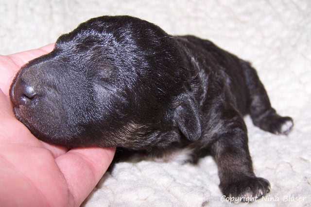 Arc-en-ciel Arlequin 19012008 (5).JPG